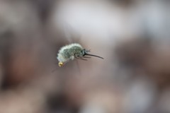 Bombylius cinerascens