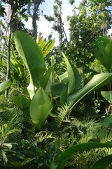 Heliconia indica