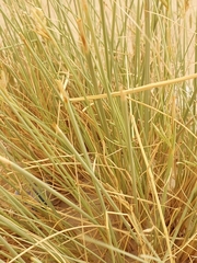 Cyperus conglomeratus
