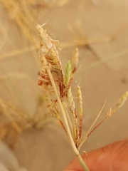 Cyperus conglomeratus