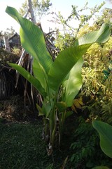 Heliconia indica