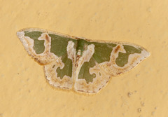 Oospila includaria