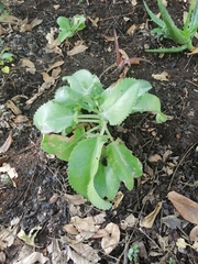 Kalanchoe