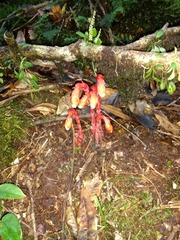 Monotropa coccinea