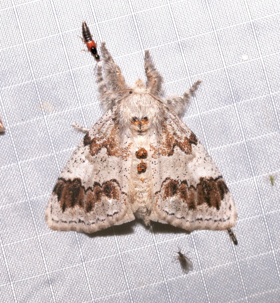 Dasychira leucophaea