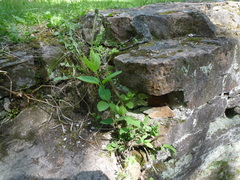 Lonicera × muendeniensis