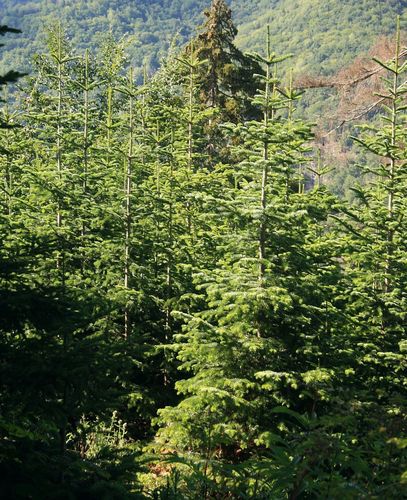 Caucasian fir