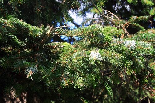 Caucasian fir