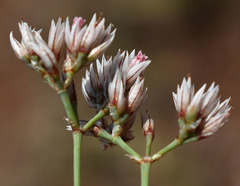 Polycarpaea spirostylis