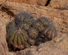 Copiapoa echinoides