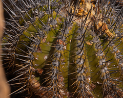 Copiapoa echinoides
