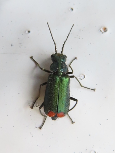 Common Malachite-beetle, 9742 NG Groningen, Netherlands, photo 10 of 10