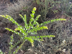 Acacia strongylophylla