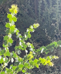 Acacia strongylophylla