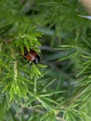 Cryptocephalus bipunctatus