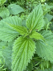 Urtica dioica