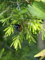 Cryptocephalus bipunctatus