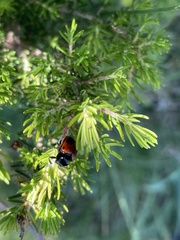 Cryptocephalus bipunctatus