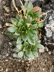 Eudemeae