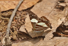 Dodona deodata
