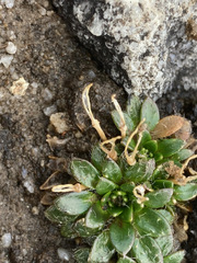 Eudemeae