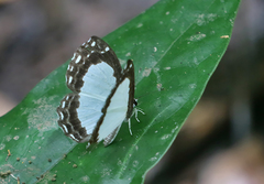 Stiboges elodinia