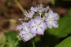 Phacelia purshii