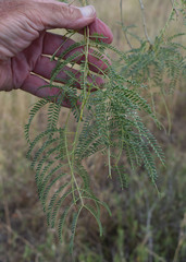 Vachellia sutherlandii