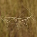 Aristida superpendens - Photo (c) Russell Cumming, alguns direitos reservados (CC BY-NC), uploaded by Russell Cumming
