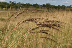 Sorghum plumosum