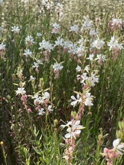 Oenothera lindheimeri