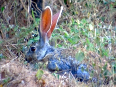 Lepus alleni