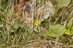 Lapsanastrum apogonoides