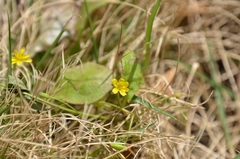 Lapsanastrum apogonoides