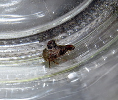 Telamona decorata