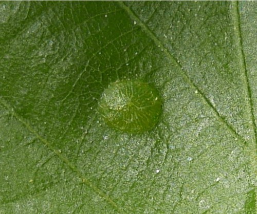 Silk-Button Spangle Gall Wasp