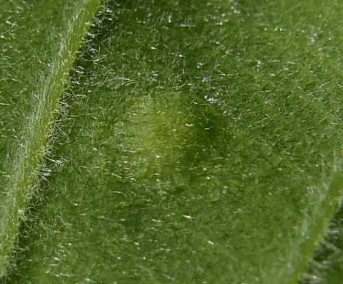 Silk-Button Spangle Gall Wasp
