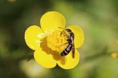 Chelostoma florisomne