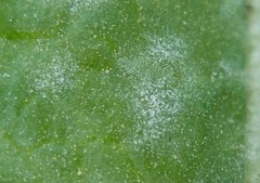 Golovinomyces echinopis