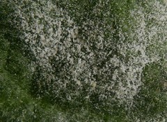 Golovinomyces verbasci