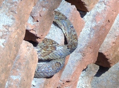 Trimorphodon paucimaculatus