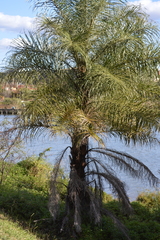 Cocoseae