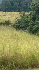 Urotriorchis macrourus