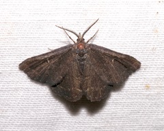 Prosoparia floridana