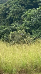 Urotriorchis macrourus