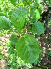 Alnus lusitanica