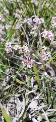 Asperula aristata