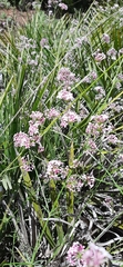 Asperula aristata