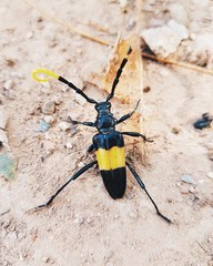 Pachyteria dimidiata