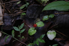 Geophila